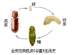 现实中的弗兰奇
