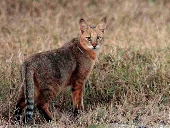 敌人眼中的乔巴