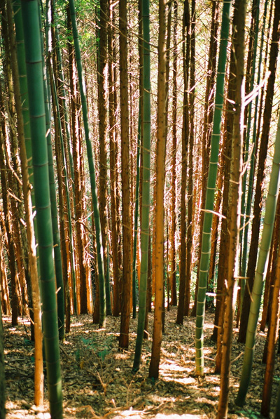 日本奈良县景观